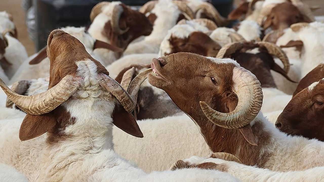 2025 KURBAN BAYRAMI TARİHLERİ | Bu yıl Kurban Bayramı ne zaman, ayın kaçında? Bayram tatili 9 gün oldu mu? - Resim: 3